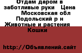 Отдам даром в заботливые руки › Цена ­ 100 - Московская обл., Подольский р-н Животные и растения » Кошки   